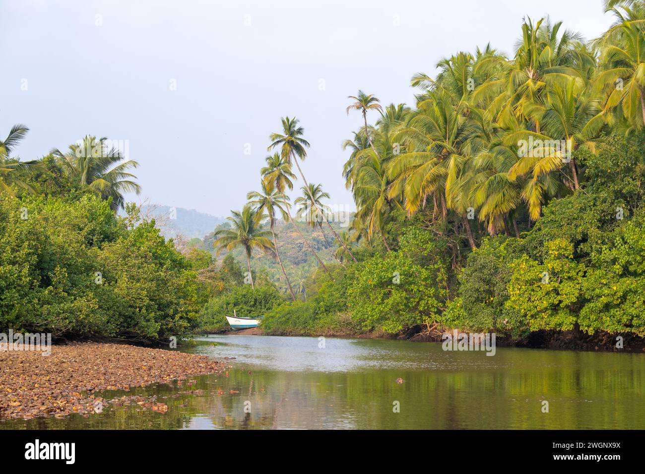 Agonda, Goa, India, paesaggio con palme e habitat di mangrovie, solo editoriale. Foto Stock
