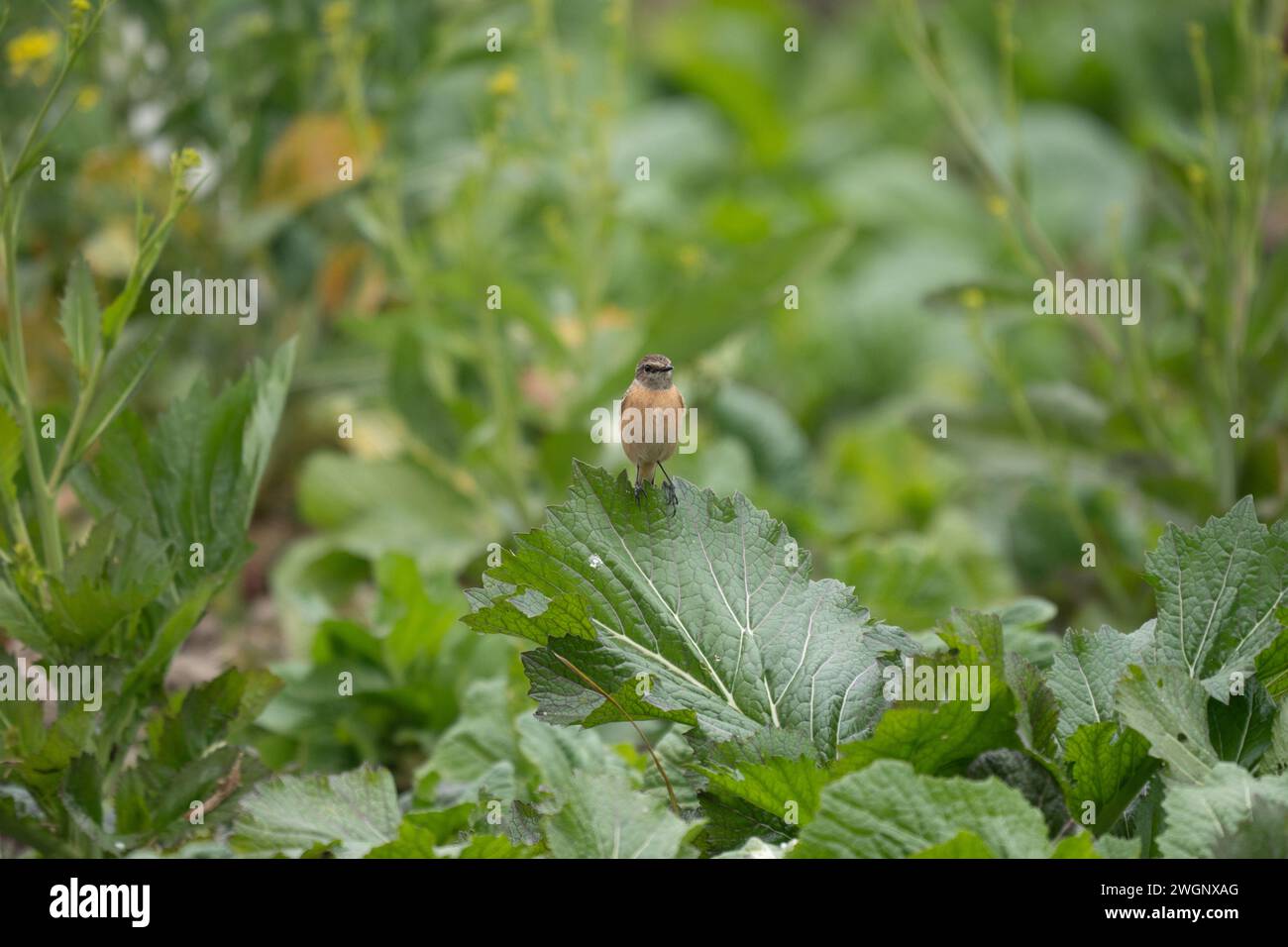 Sonechat europea (Saxicola rubicola) arroccata su una foglia verde vibrante Foto Stock
