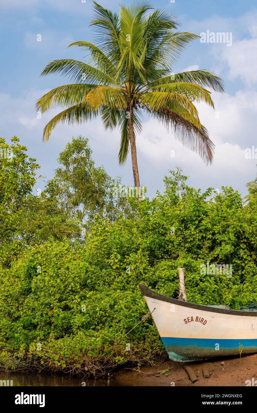 Agonda, Goa, India, paesaggio con palme e habitat di mangrovie, solo editoriale. Foto Stock