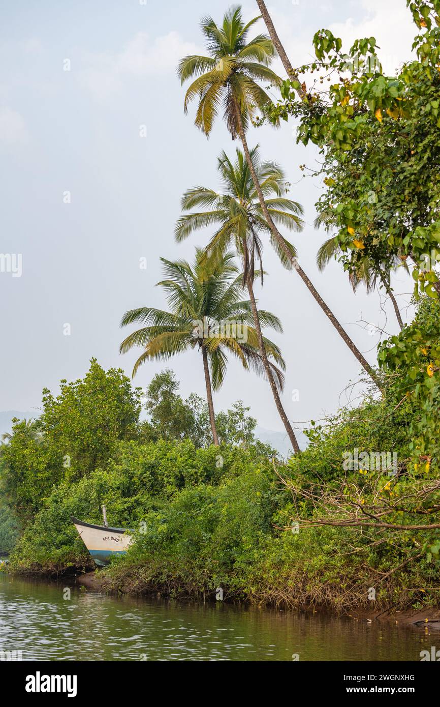 Agonda, Goa, India, paesaggio con palme e habitat di mangrovie, solo editoriale. Foto Stock