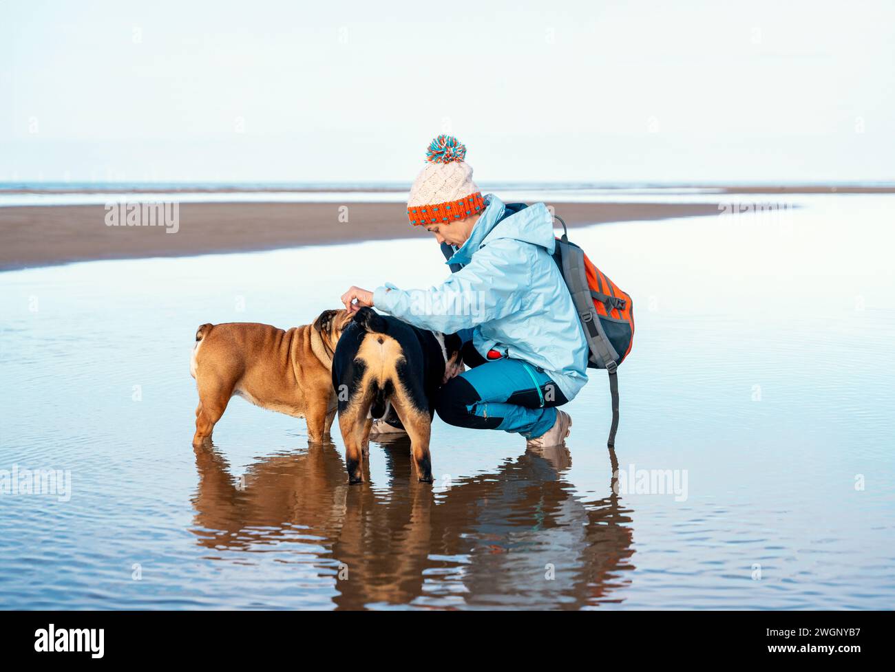 Donna con bulldog inglesi che va a fare una passeggiata sul mare del Galles il giorno d'autunno. Addestramento per cani. non saltare nella pozzanghera. Buon tempo e viaggio con il venerdì Foto Stock