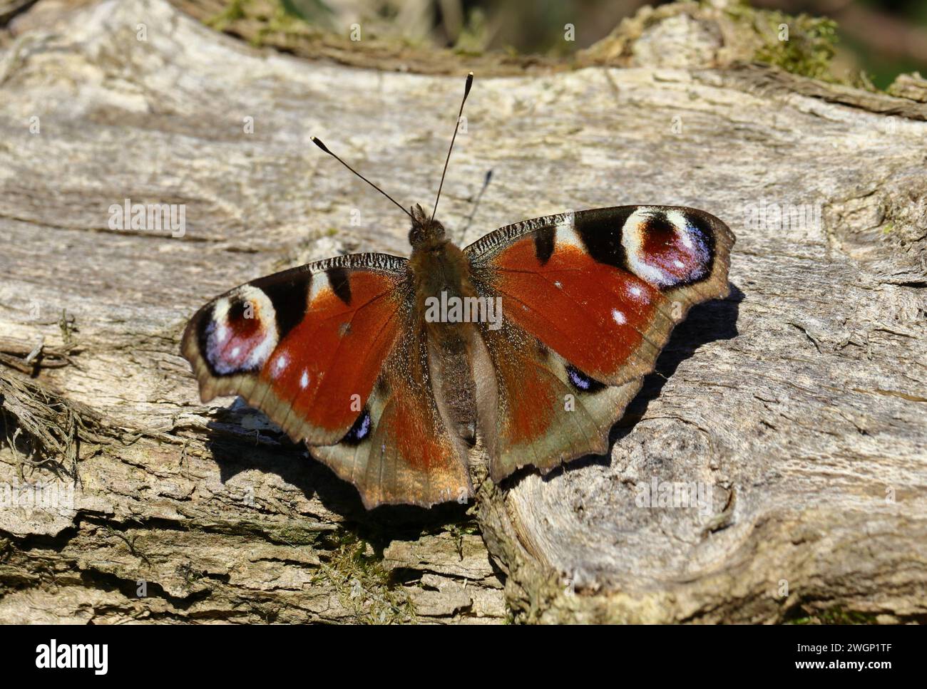 Peacock Butterfly - Inachis io - Wings Spread Wide Open Foto Stock