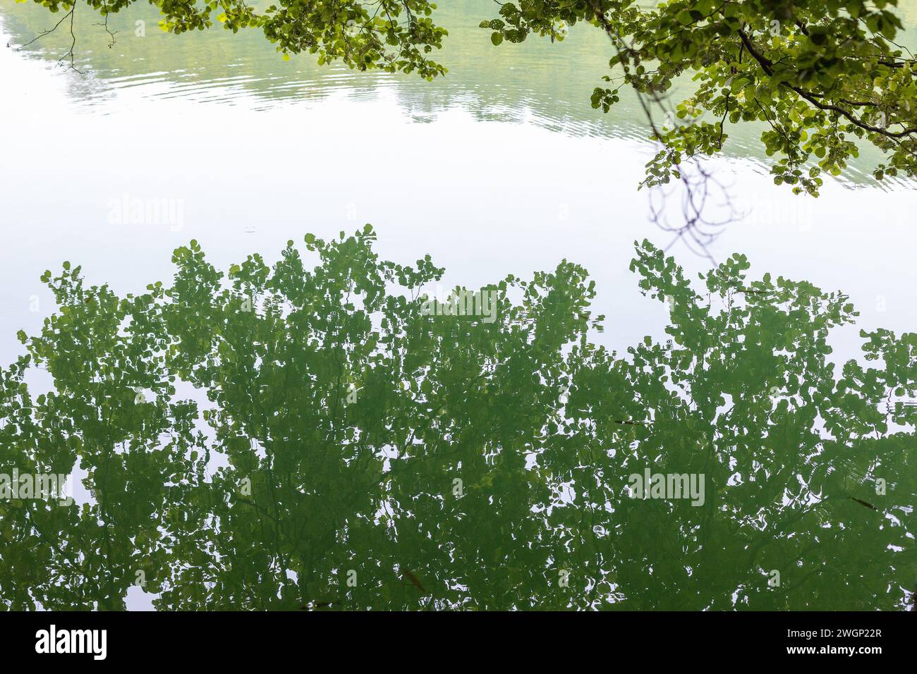foglie d'albero appese su un lago con riflessi in acqua Foto Stock