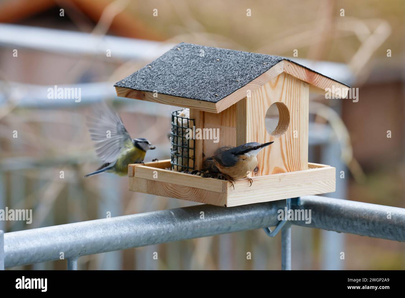 Vogelfütterung auf einem Balkon, Balkongeländer, Vogelfütterung, Fütterung, Futterhäuschen, Vogelfutterhäuschen, Vogelfutterhaus, Vogelhäuschen, Futte Foto Stock