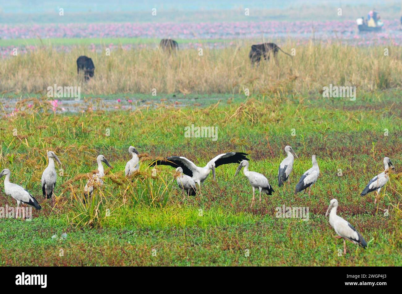 In una nebbiosa mattinata invernale a Jaintapur Upazila, ai piedi delle colline di Meghalaya al confine con il Bangladesh, gli uccelli lumaca si aggirano a Dibir Haor. A causa dell'ambiente adatto, di un numero sufficiente di strutture alimentari e di allevamento, gli uccelli da lumaca si trovano ora in giro per il Bangladesh. Questo uccello d'acqua ha iniziato a vivere permanentemente in aree vicine ai canali e ai fiumi del paese. Lumaca-Shelled Birds, un uccello del continente asiatico, è una specie di grande uccello bianco della famiglia Syconidae (Anastomus). Sylhet, Bangladesh. Foto Stock