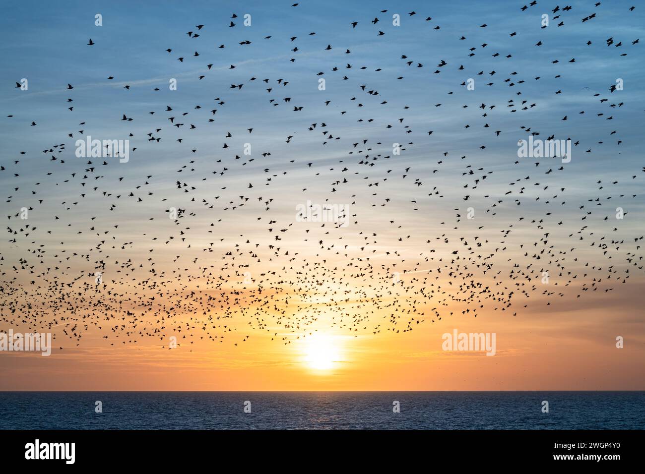 Murazione di Starling al tramonto, vista dal molo di Brighton Palace Foto Stock