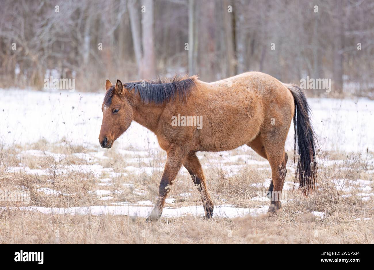 Cavallo bruno che cammina in un prato di Wolfe Island, Ontario, Canada Foto Stock