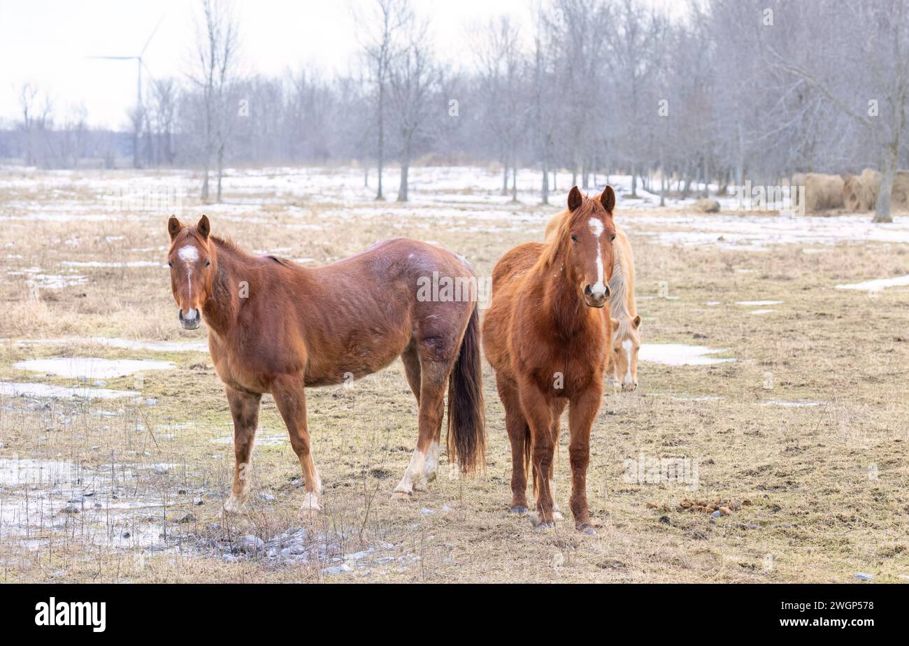 Due cavalli bruni in un prato a Wolfe Island, Ontario, Canada Foto Stock