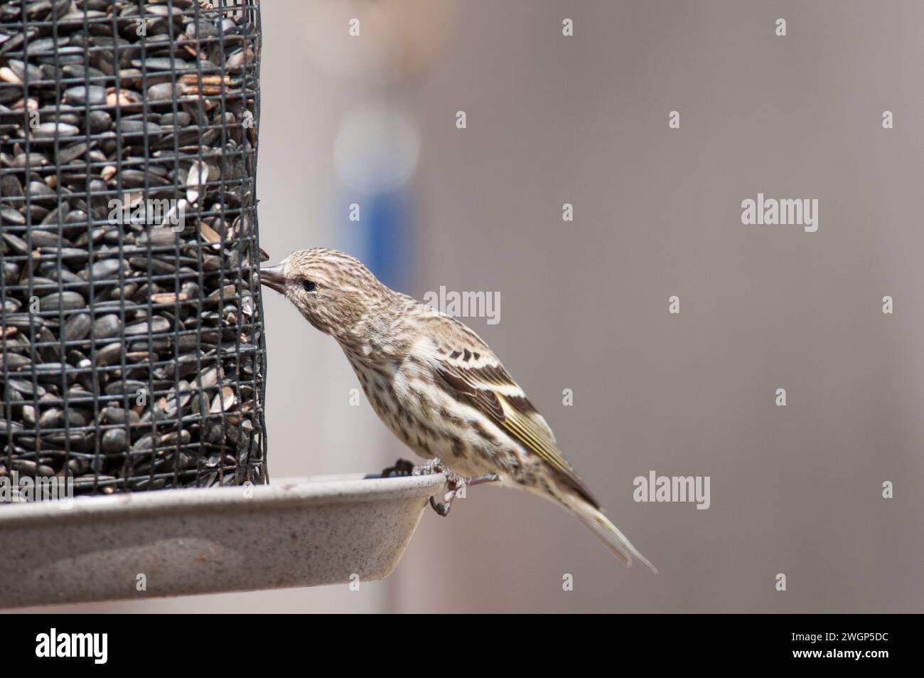 Pine Siskin che raccoglie un seme da un alimentatore per uccelli Foto Stock