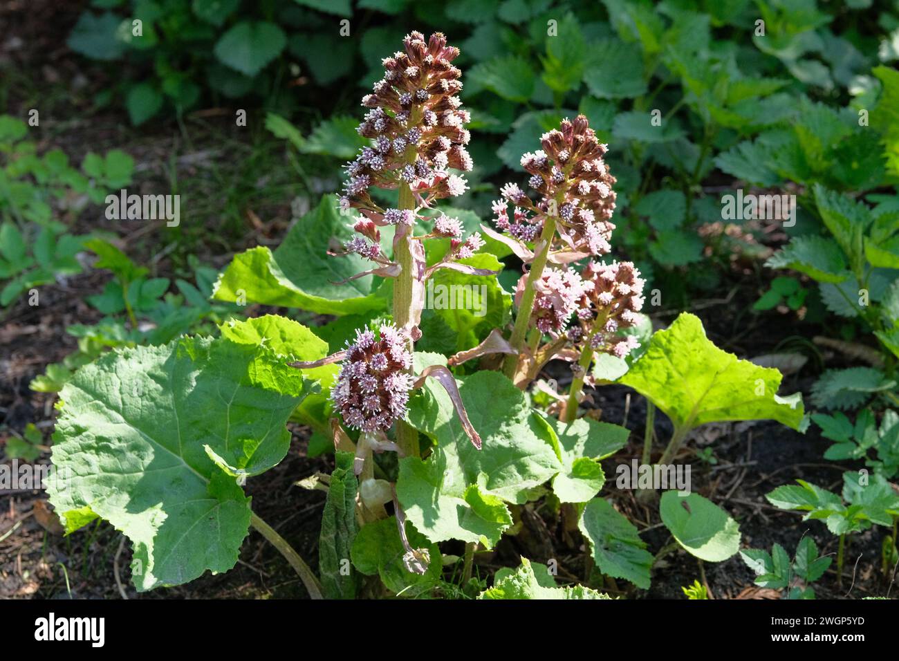 Fiori primaverili viola Bergenia nel giardino del cottage. Piante viola per la progettazione di paesaggi. I fiori crescono nel parco primaverile. Foto Stock