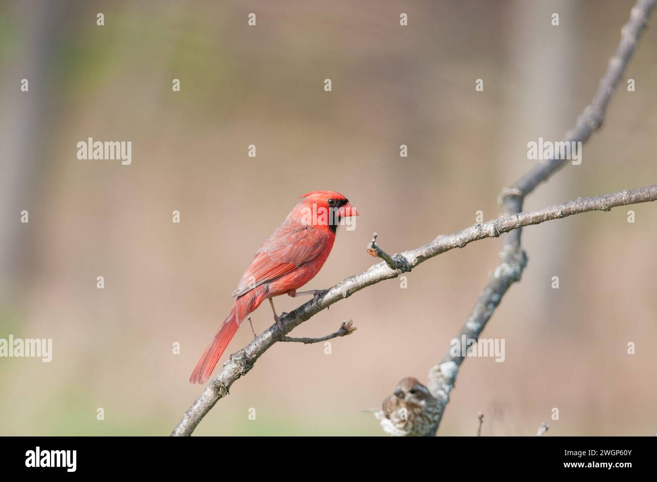 Cardinale del Nord appollaiato su un ramo d'albero durante la primavera a New York Foto Stock