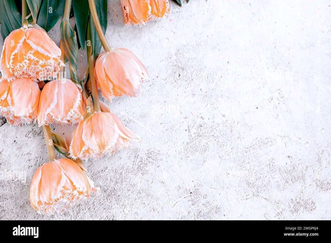 tulipani di colore piccante. Fiori di tulipani freschi su sfondo grigio in cemento. Vista dall'alto con spazio per la copia. Vista dall'alto, disposizione piatta, spazio di copia. Foto Stock