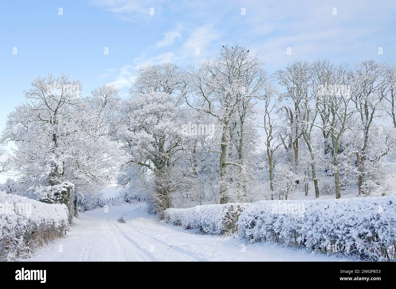 Tranquilla strada di campagna in campagna in Cumbria, Inghilterra, dopo una pesante nevicata invernale durante la notte. Alberi innevati e siepi e piste innevate sulla strada. Foto Stock