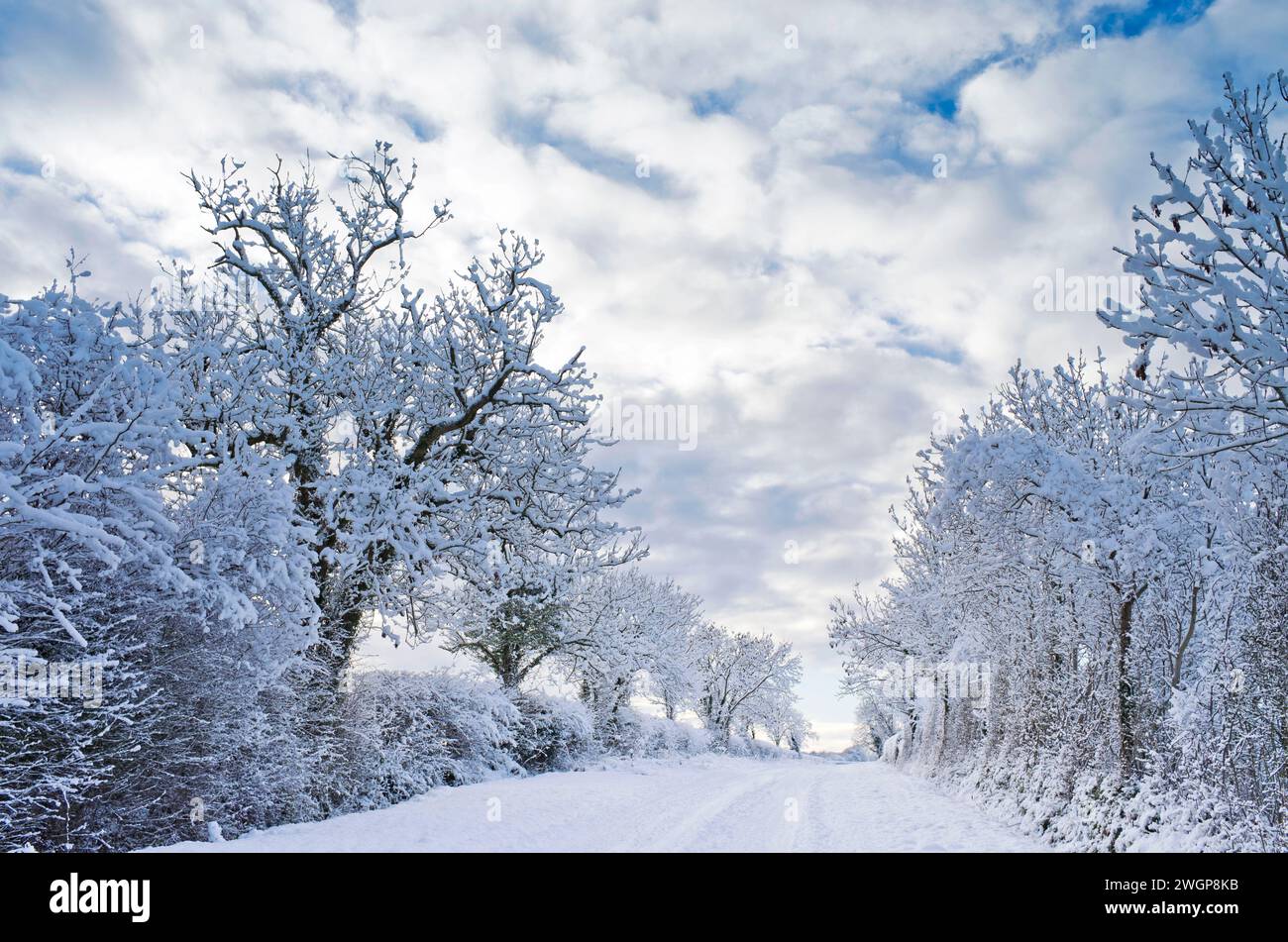 Tranquilla strada di campagna in campagna nella Cumbria, Inghilterra, dopo le forti nevicate invernali. Alberi e siepi ricoperti di neve e neve profonda sulla strada. Foto Stock