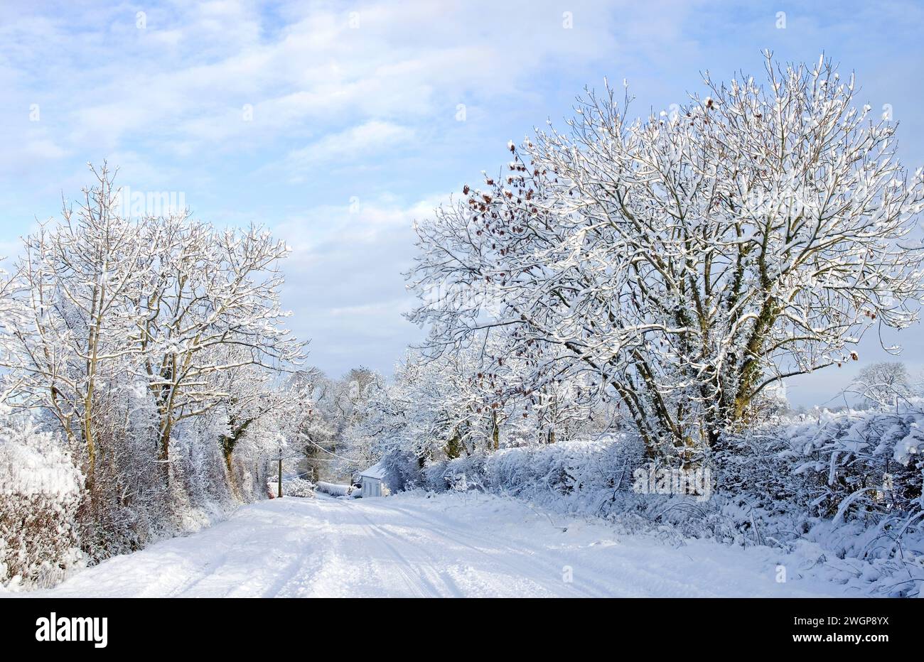 Tranquillo vicolo di campagna in campagna in Cumbria, Inghilterra, dopo forti nevicate notturne, alberi innevati e siepi e piste sulla neve sulla strada Foto Stock