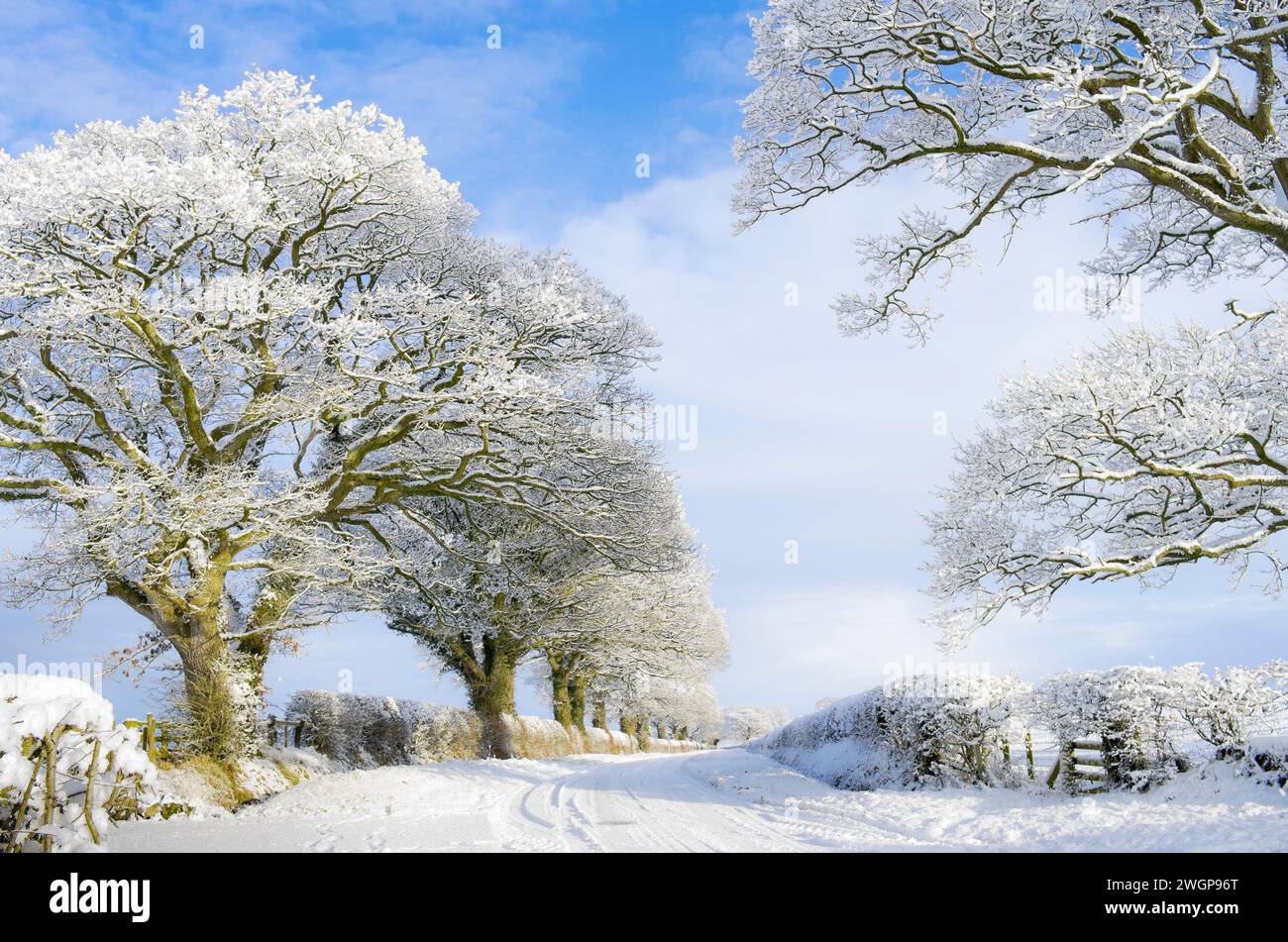 Tranquilla strada di campagna in campagna nella Cumbria, Inghilterra, dopo forti nevicate. Alberi innevati e siepi e piste innevate sulla strada. Foto Stock