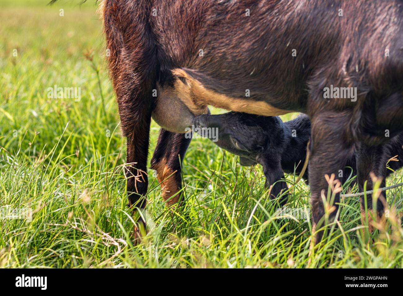 Le giovani capre nere bevono latte dalle loro madri Foto Stock