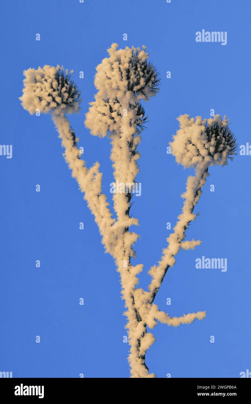 Ravvicinamento invernale impianto di cardo di echinops congelato Foto Stock