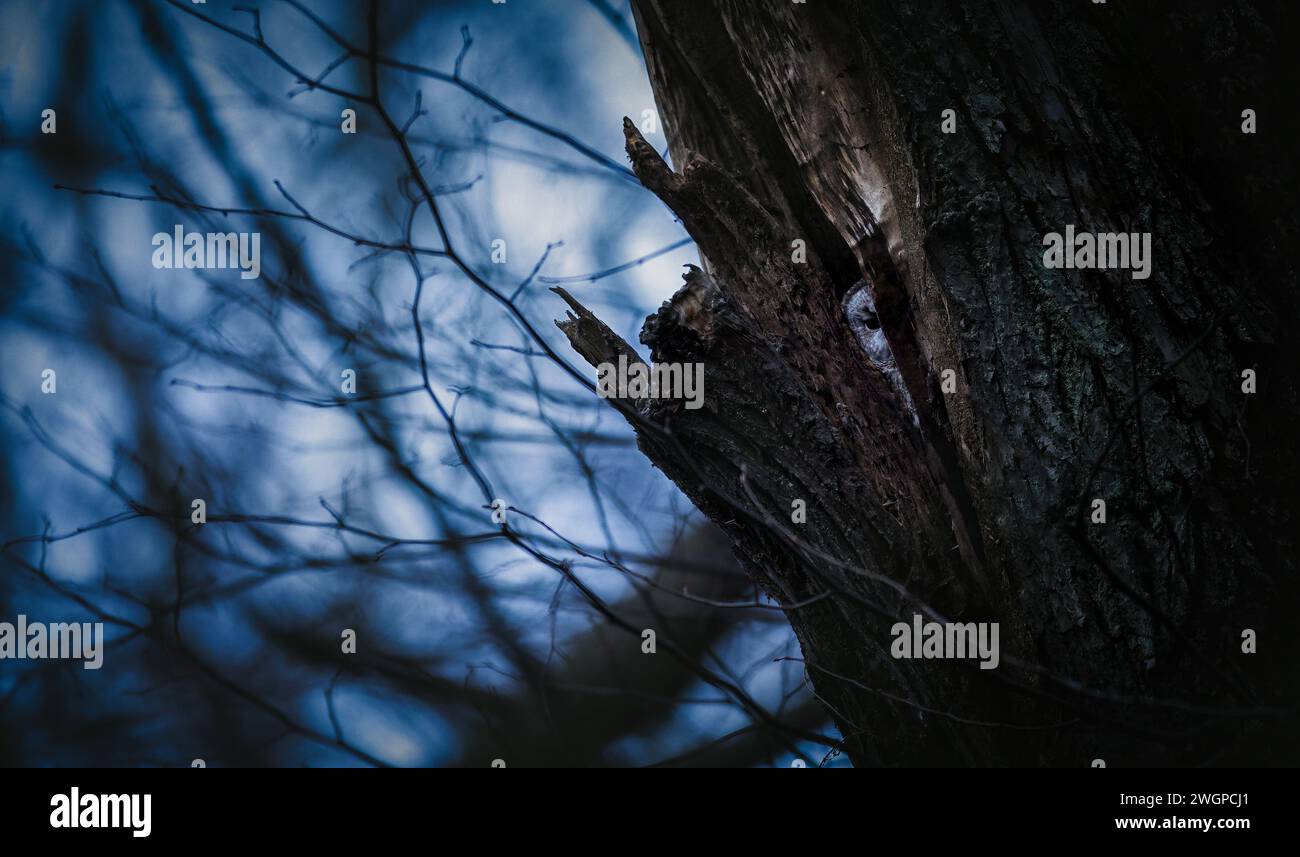 Un gufo di Strix aluco sbircia fuori dalla sua cavità in un albero, in agguato per il cibo e occhi misteriosi cacciano le prede nella foresta, la foto migliore. Foto Stock