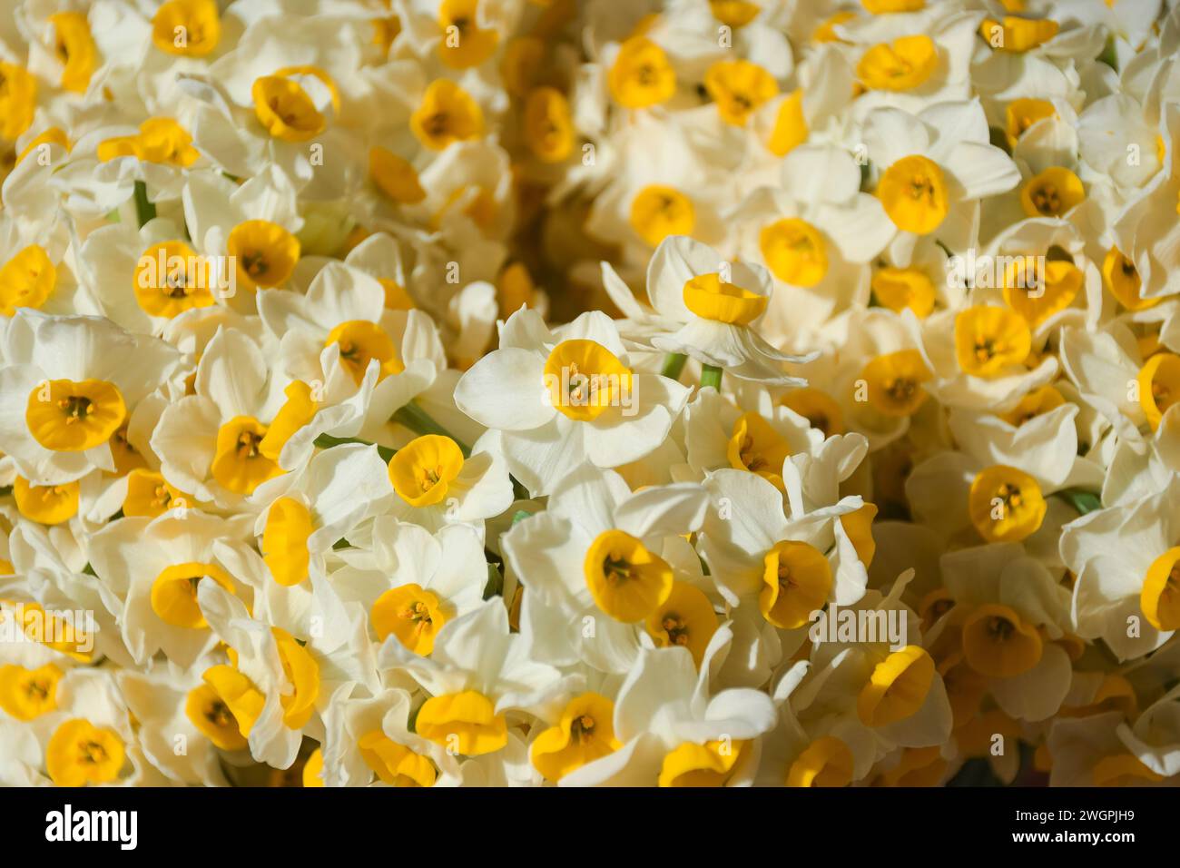 Fiore di narciso Foto Stock