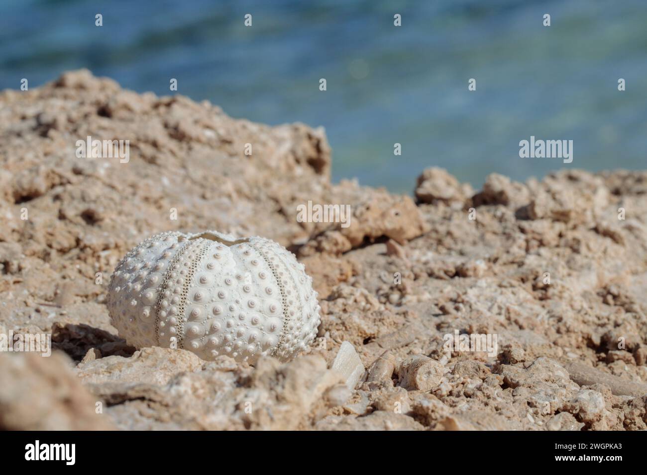 Sbiancato dal sole, scheletro bianco di riccio di mare. Foto Stock