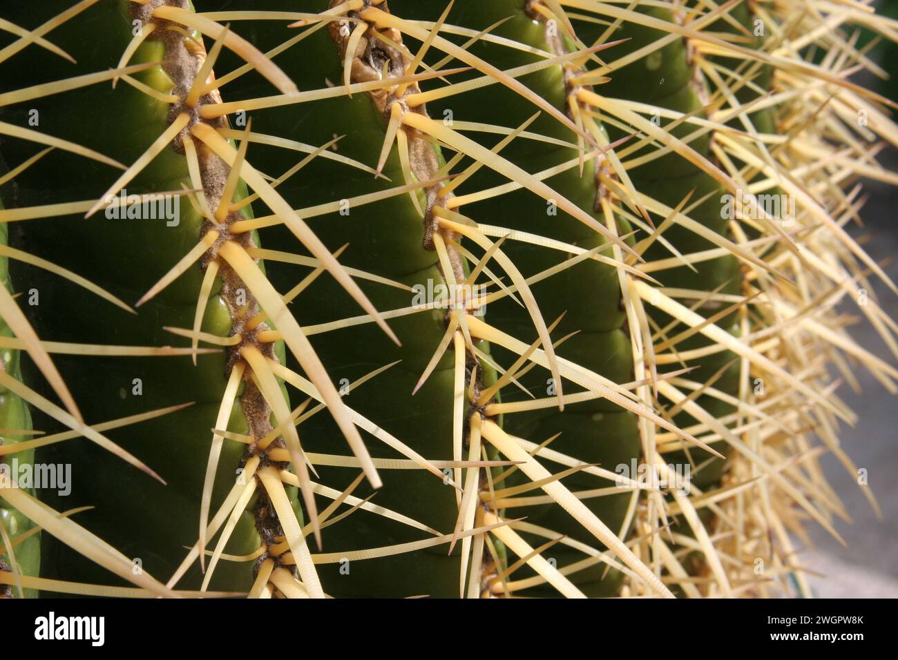 Cactus a botte d'oro (Echinocactus grusonii), Cactaceae, dettaglio spine, Dominus Flevit Church Garden, Monte degli Ulivi a Gerusalemme, Israele Foto Stock