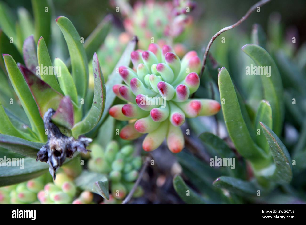 Piante grasse rosse e verdi che crescono in un giardino arido, il giardino del monastero benedettino di Sion a Gerusalemme, Israele Foto Stock