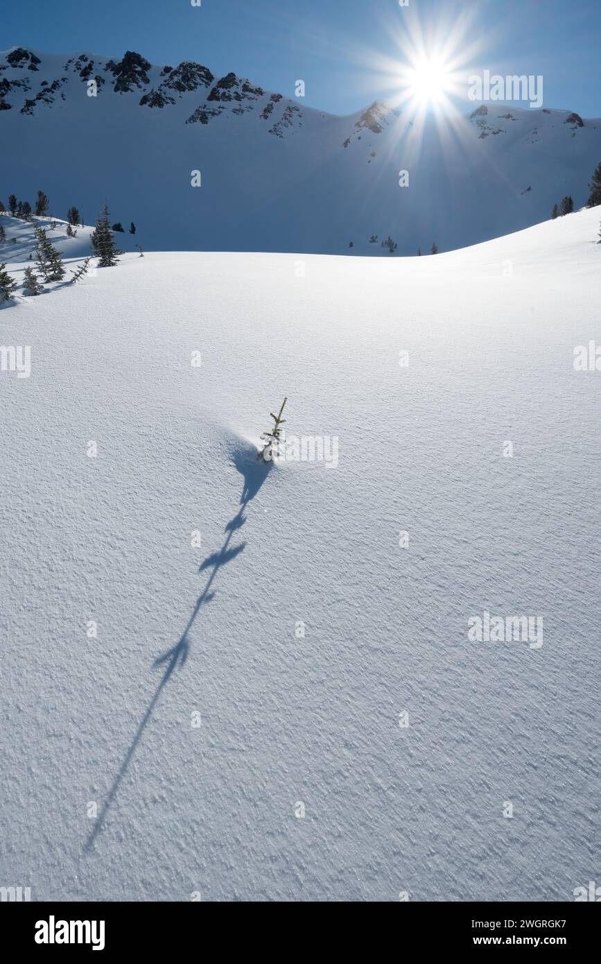 Cime degli alberi che fuoriesce dalla neve, Wallowa Mountains, Oregon. Foto Stock