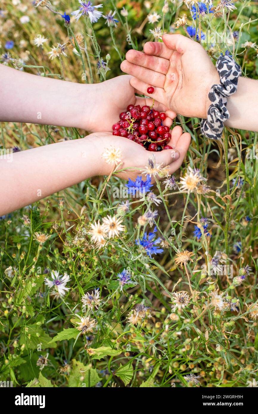 La giovane ragazza in possesso di berriesshe ha scelto dalla sua assegnazione. Prodotti freschi direttamente dal giardino Foto Stock