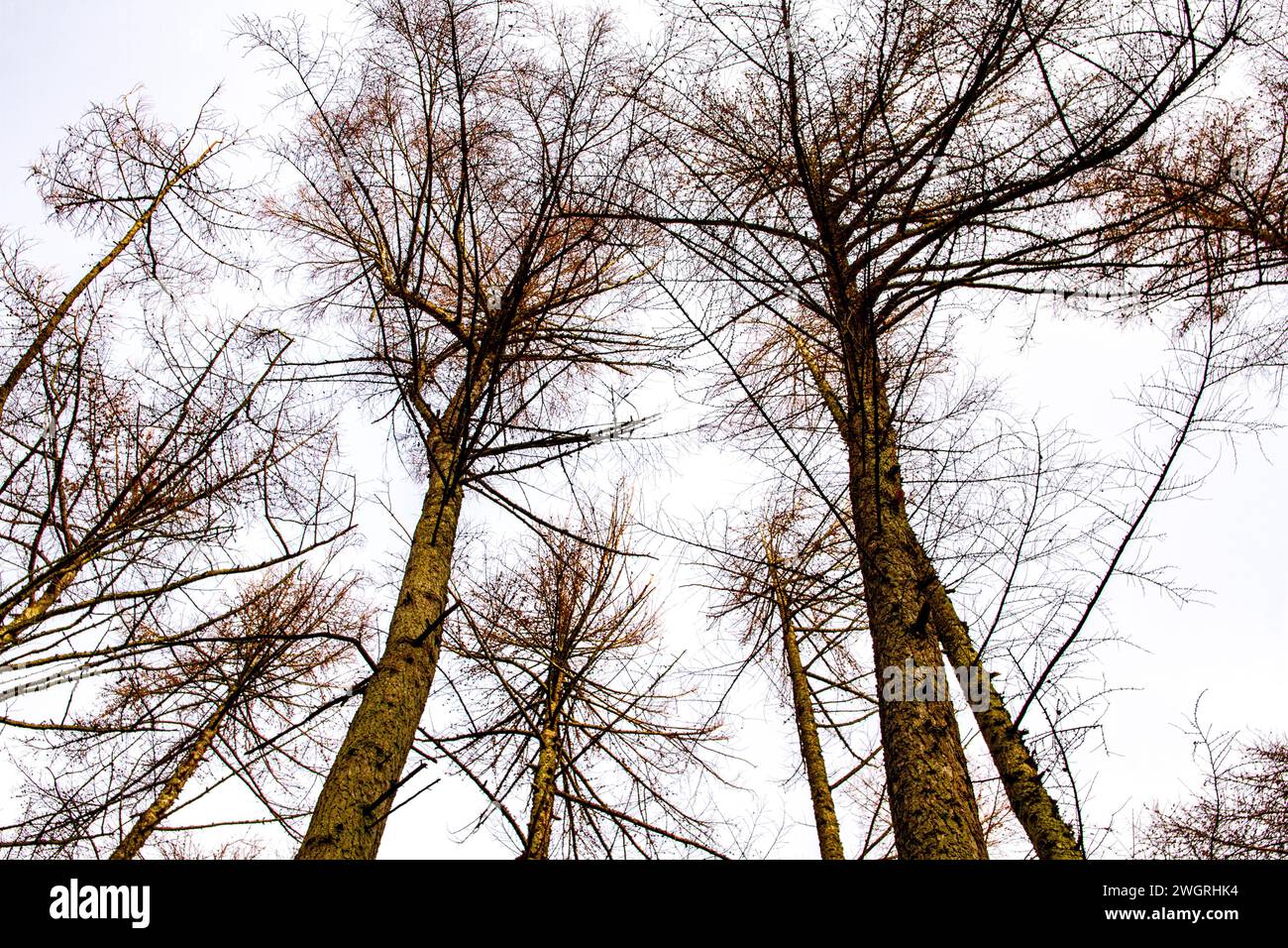 Splendido sole invernale e sole invernale attraverso gli alti alberi di Templeton Woods a Dundee, Scozia Foto Stock