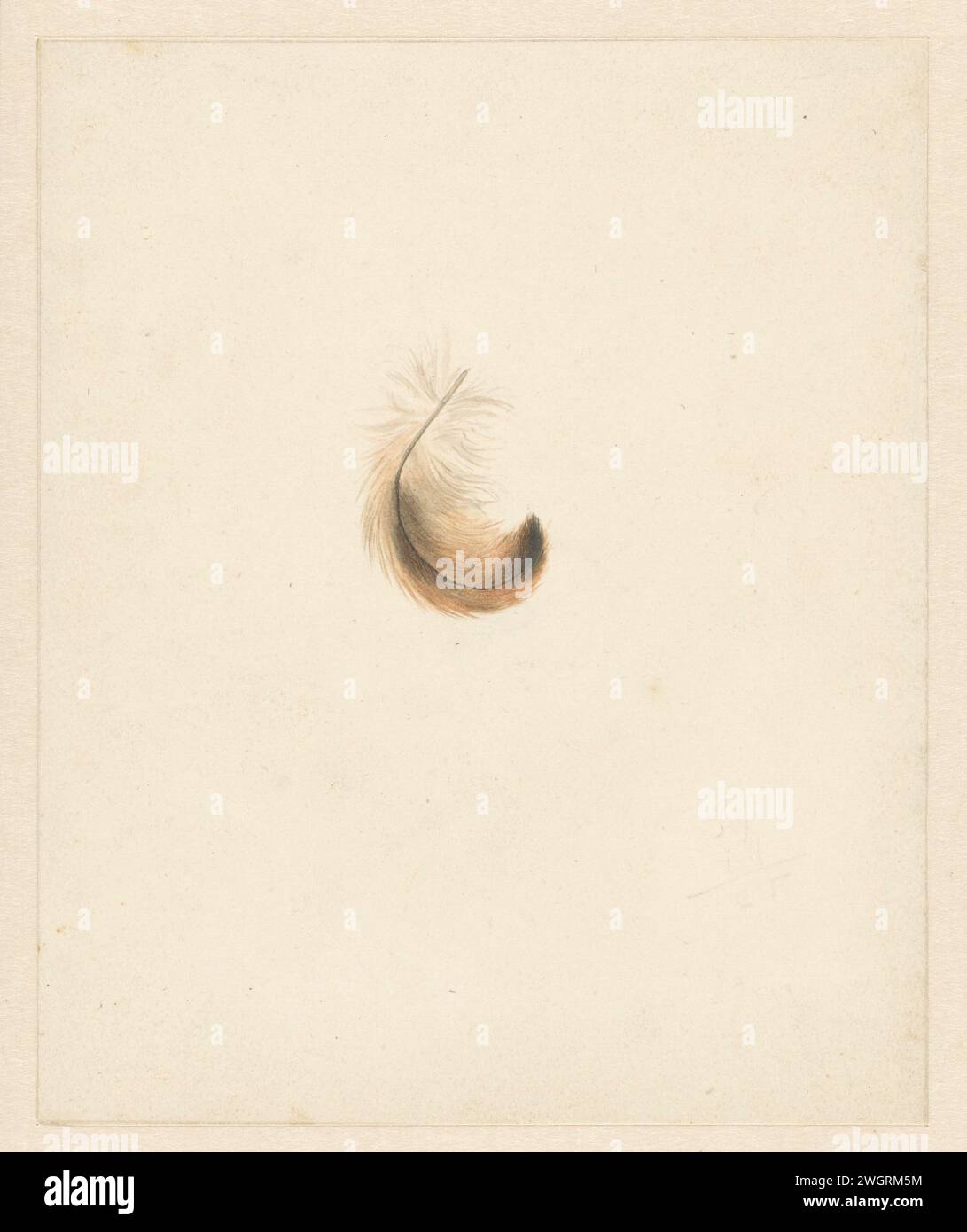 Studio di una piuma, Albertus Steenbergen, 1824 - 1900 carta da disegno. matita. pennello per acquerello (vernice) uccelli (+ piume) Foto Stock Studio di una piuma, Albertus Steenbergen, 1824 - 1900 carta da disegno. matita. pennello per acquerello (vernice) uccelli (+ piume) Foto Stock