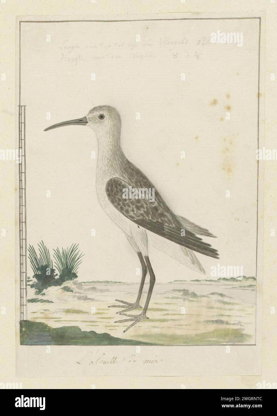 Calidris ferruginea (Curlew sandpiper), 1777 - 1786 Drawing Bird study: Krombekstandloper (Calidris ferruginea); con scala in piede e pollice. carta. inchiostro. matita. gesso. penna/pennello per acquerello Foto Stock Calidris ferruginea (Curlew sandpiper), 1777 - 1786 Drawing Bird study: Krombekstandloper (Calidris ferruginea); con scala in piede e pollice. carta. inchiostro. matita. gesso. penna/pennello per acquerello Foto Stock