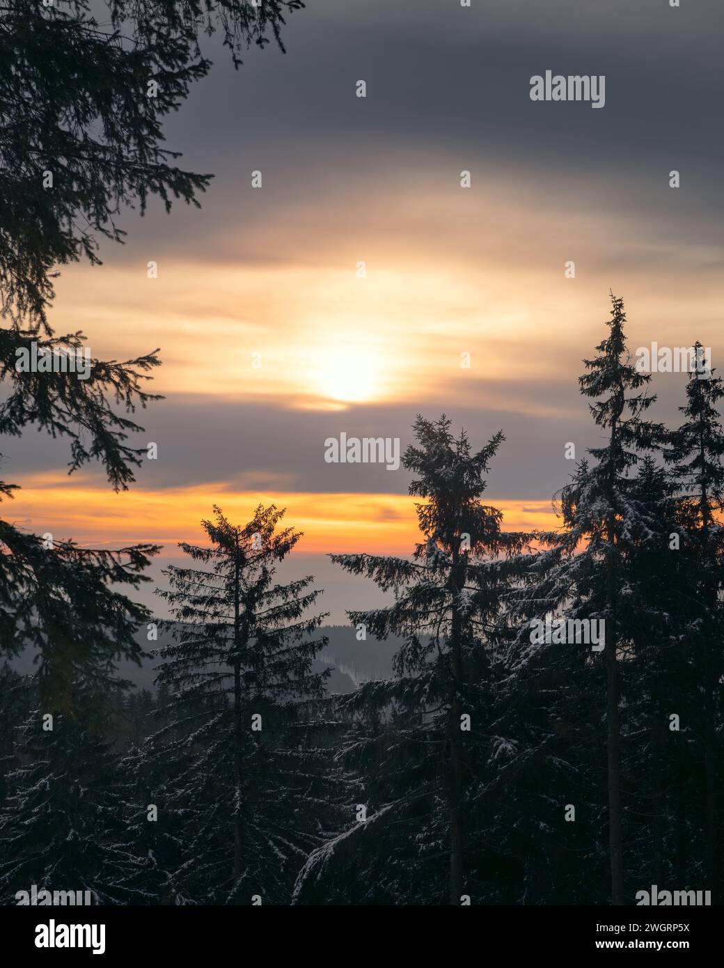 Tramonto dietro alberi innevati in una foresta serena Foto Stock