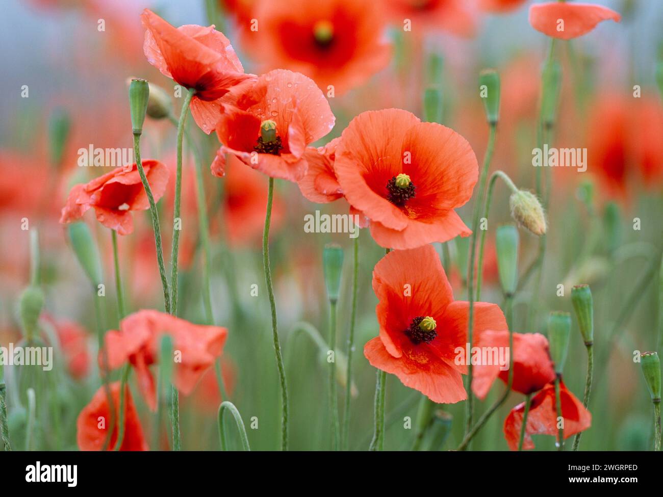 Papaveri a testa lunga (Papaver dubium) che crescono su un terreno disturbato sulla rotatoria stradale, Inverness-shire, Scozia, luglio 1997 Foto Stock