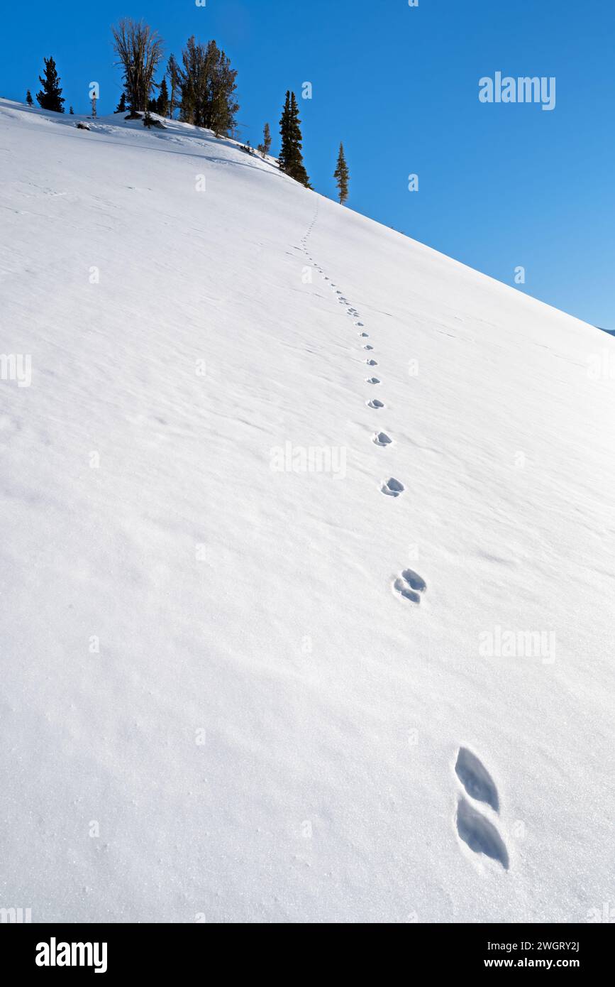 Coyote Tracks on Slope, Aneroid Basin, Eagle Cap Wilderness, Oregon. Foto Stock