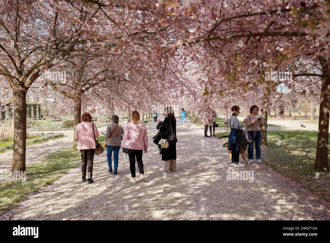 VENARIA REALE, ITALIA - 29 MARZO 2023: Fiori di ciliegio con fiori rosa e gente che cammina nel parco della Reggia di Venaria alla luce del sole primaverile Foto Stock