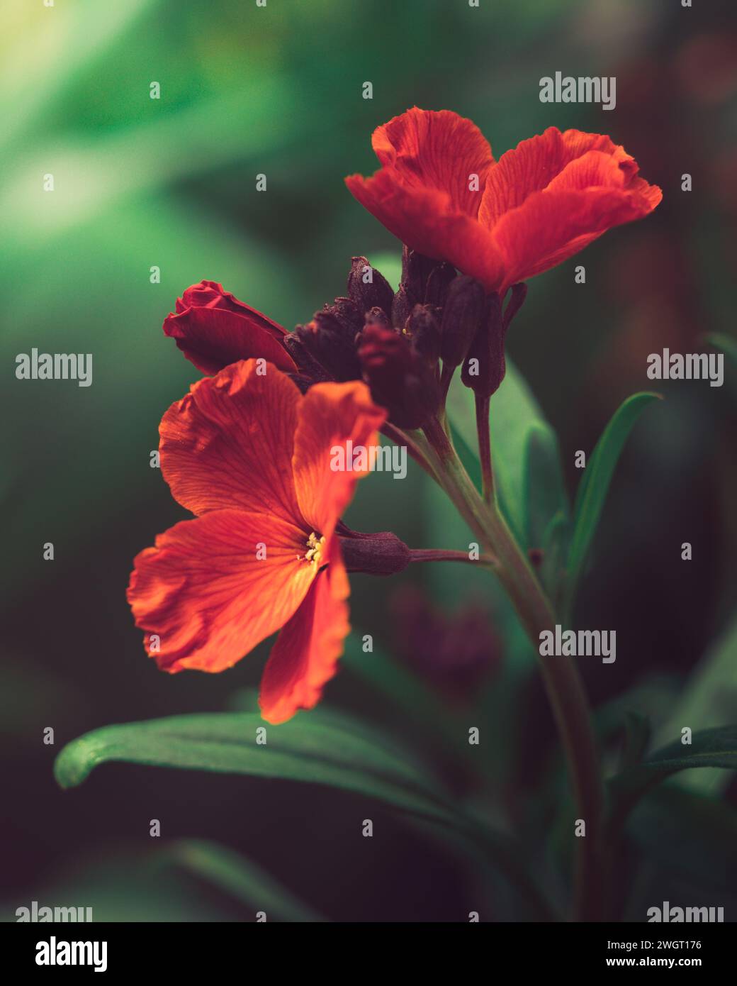 Wallflower, noto anche come cuore sanguinante o guerriero sanguinoso, è uno dei tipi di piante del branco. Foto Stock