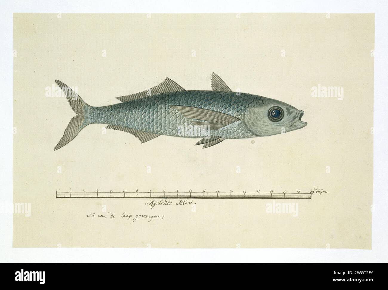 Pesce dell'ordine Mugilidae (mullet), 1777 - 1786 pescando Un pesce (mugilidae) catturato al Capo; con una scala in pollici di Rijnlandse. carta. matita. spazzola per gesso Foto Stock