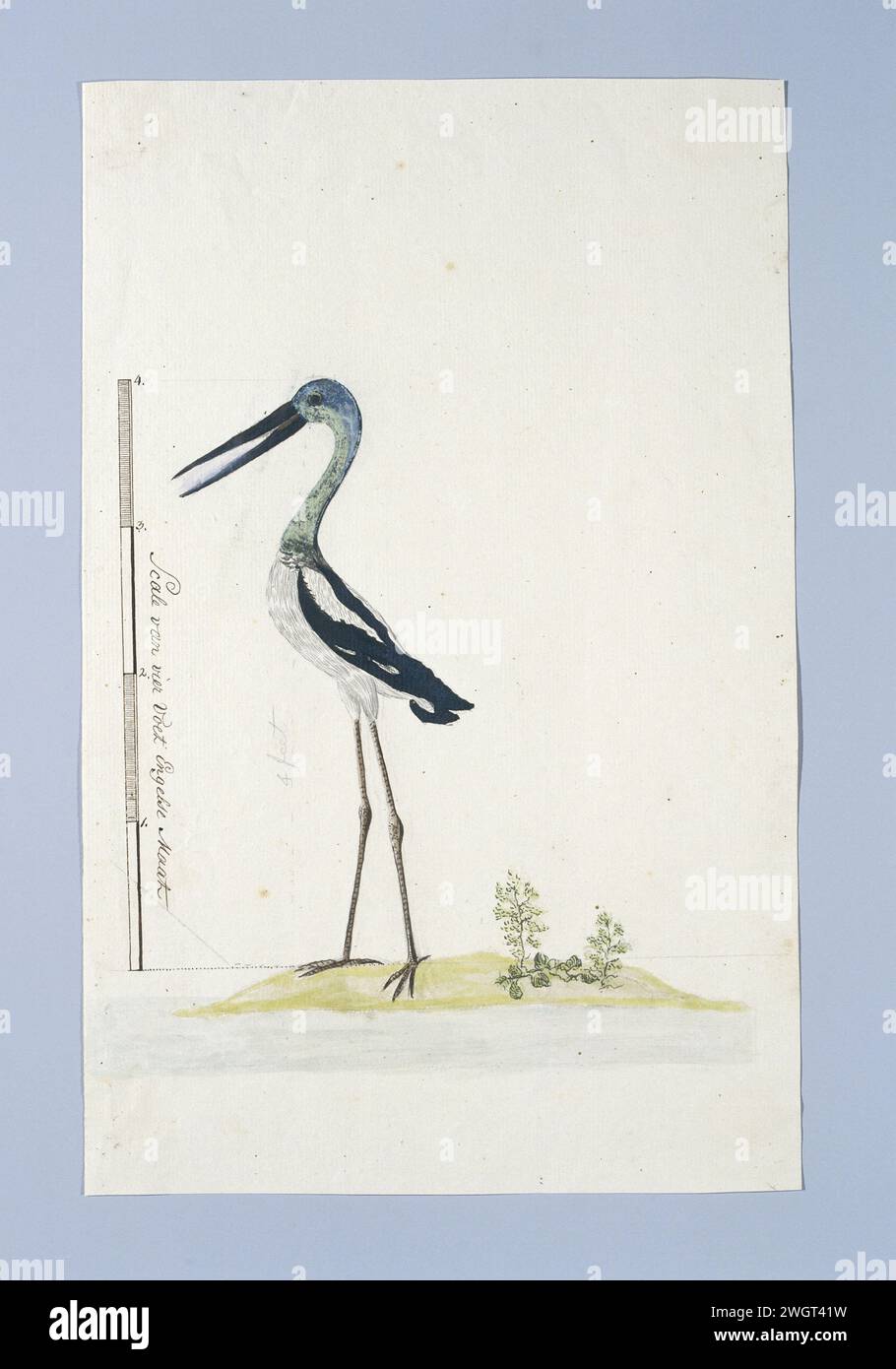 Gru (Broda o Australian Crane), 1770 - 1780 Drawing Bird study: Probably an Australian Crane (Grus Rubicunda); con scala in dimensioni inglesi. carta. inchiostro. matita. gesso. pennarello per acquerelli (vernice)/pennello per uccelli da spiaggia e uccelli da guado: gru Foto Stock Gru (Broda o Australian Crane), 1770 - 1780 Drawing Bird study: Probably an Australian Crane (Grus Rubicunda); con scala in dimensioni inglesi. carta. inchiostro. matita. gesso. pennarello per acquerelli (vernice)/pennello per uccelli da spiaggia e uccelli da guado: gru Foto Stock
