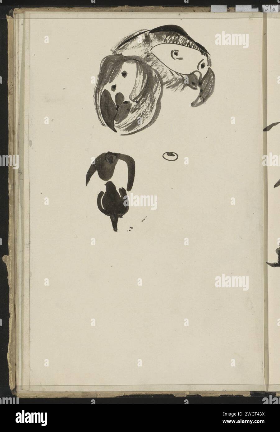 Capo di un pappagallo, c. 1890 pagina 17 verso da un bozzetto con 38 fogli. carta. pennello a inchiostro uccelli ornamentali: pappagallo Foto Stock