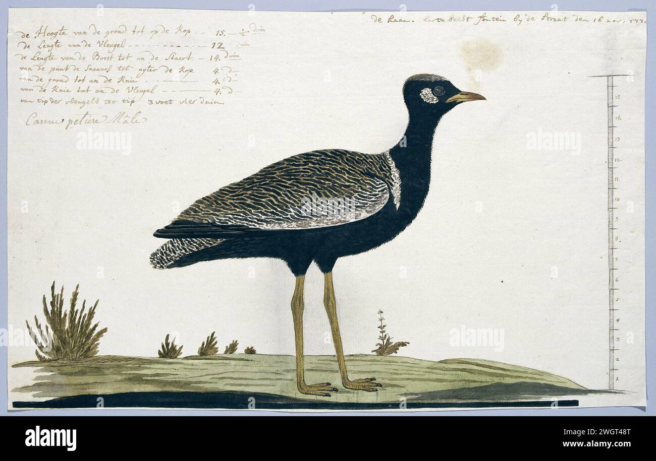 Afrotis Afra (Southern Black Korhaan), 1778 Drawing Bird study: Black Korhaan (Eupodotis Afra); with scale. Gordon vide questo uccello ad Hartebeesfontein (ortografia attuale). carta. inchiostro. matita. gesso. penna/pennello per acquerello Foto Stock Afrotis Afra (Southern Black Korhaan), 1778 Drawing Bird study: Black Korhaan (Eupodotis Afra); with scale. Gordon vide questo uccello ad Hartebeesfontein (ortografia attuale). carta. inchiostro. matita. gesso. penna/pennello per acquerello Foto Stock