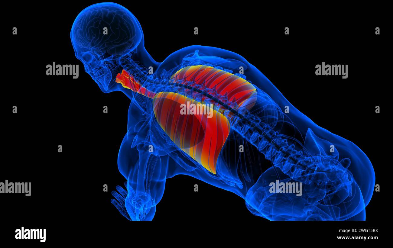 Polmoni umani con anatomia trachea per l'illustrazione del concetto medico 3D Foto Stock