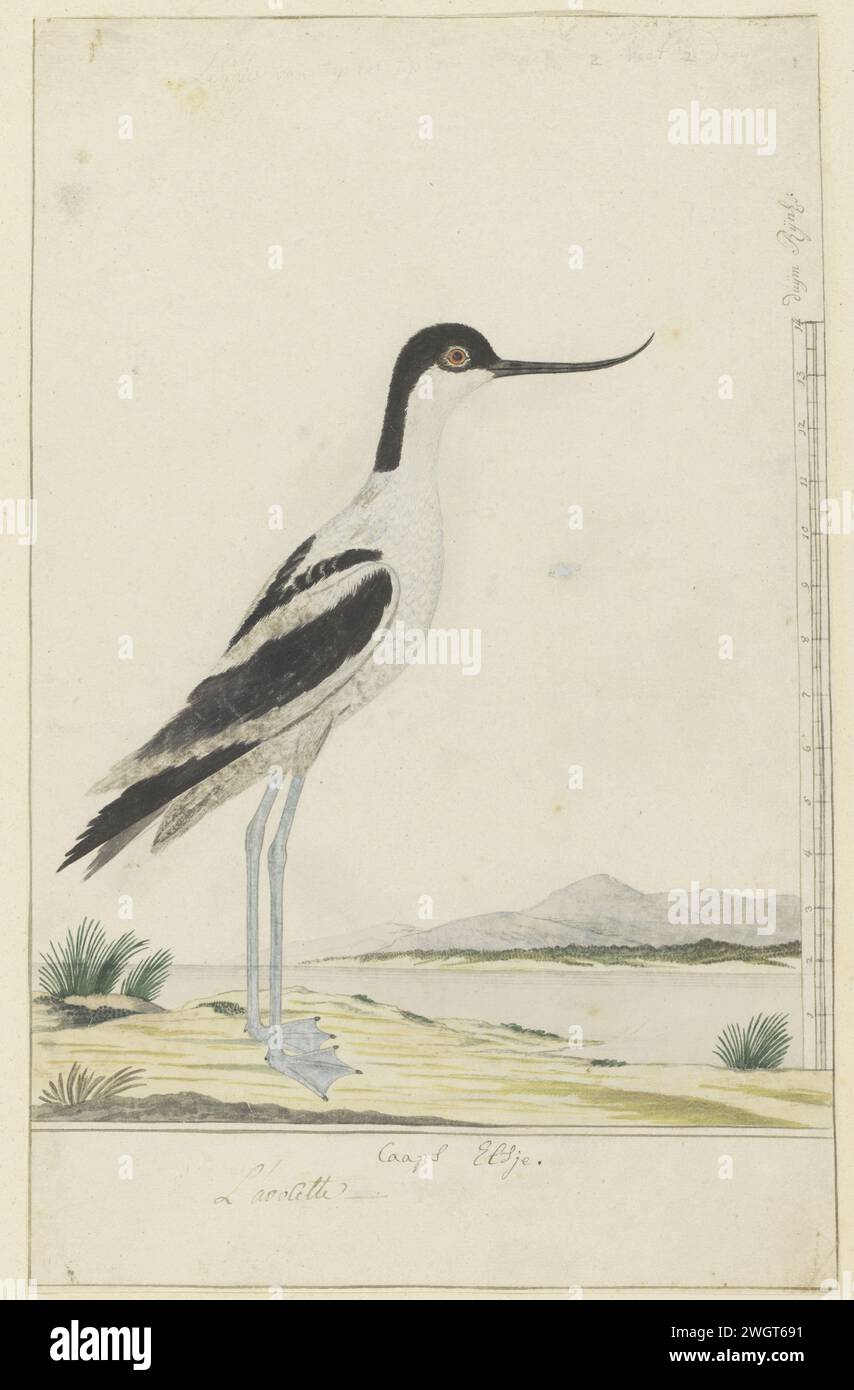 Avocette ricurvested (pied avocet), 1777 - 1786 Drawing Bird study: Kluut (Recurvirostra Avosetta); con scala in Rijnlandse Maat. carta. inchiostro. matita. gesso. penna/pennello per acquerello Foto Stock