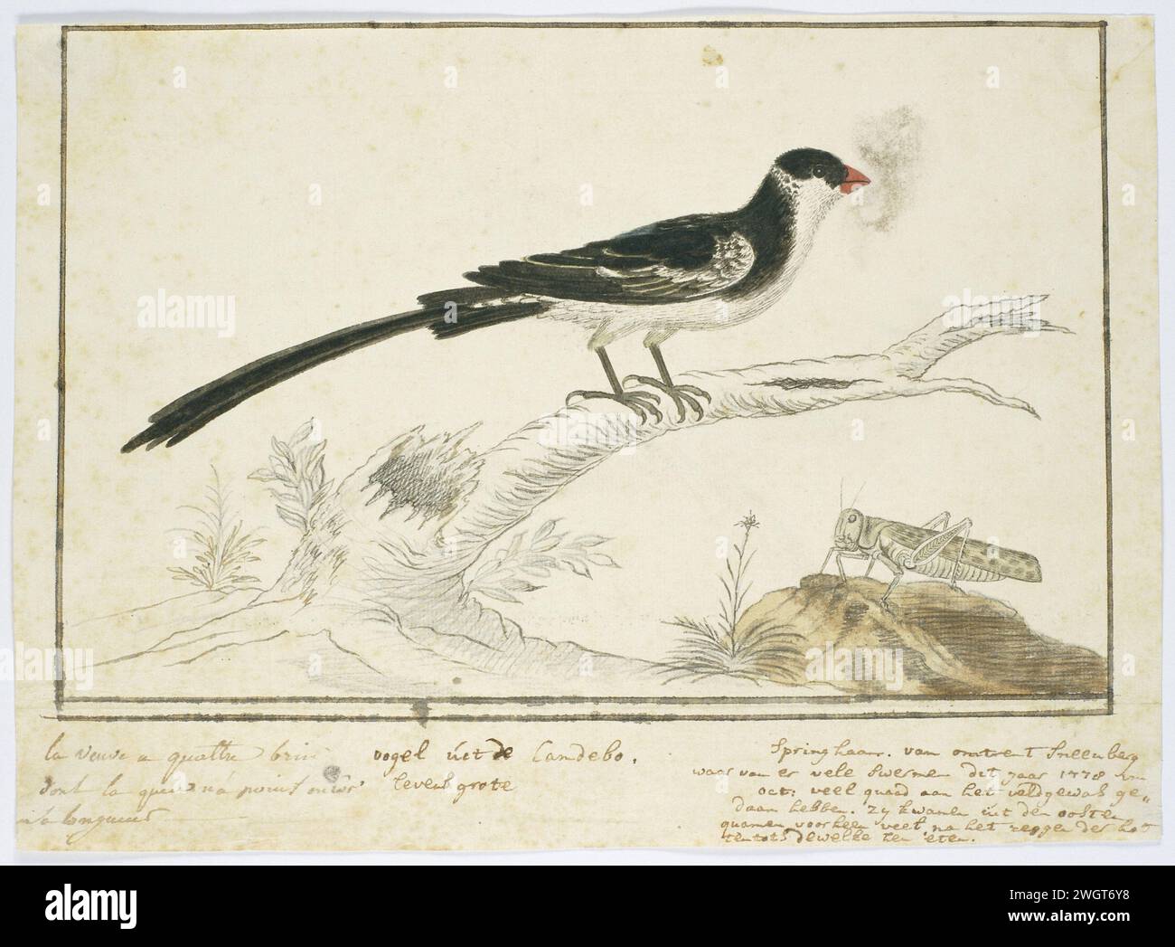 Vidua macroura (whydah a coda di spillo) e locusta, 1778 Drawing Bird study: Dominicanerwida (Vidua Macroura) e una cavalletta, dal Camdebo; in scala. carta. inchiostro. acquerello (vernice). matita. penna a gesso / pennello insetti: tramoggia erba Foto Stock Vidua macroura (whydah a coda di spillo) e locusta, 1778 Drawing Bird study: Dominicanerwida (Vidua Macroura) e una cavalletta, dal Camdebo; in scala. carta. inchiostro. acquerello (vernice). matita. penna a gesso / pennello insetti: tramoggia erba Foto Stock