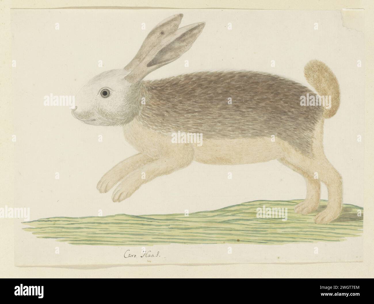 Pronolagus SP. (Lepre Lepre), 1777 - 1786 Drawing A Karoo Haas (nome di Gordon); Lepus sp. (?), da non identificare con certezza. carta. inchiostro. acquerello (vernice). matita. pennello/pennello con gesso Foto Stock