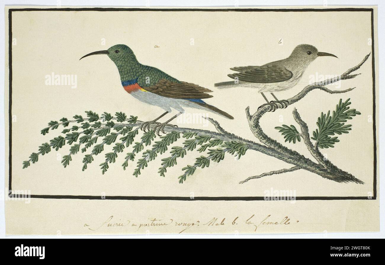 Nectarinia afra (Greater double-collared sunbird), 1777 - 1786 Drawing Bird study: Two collar Honey suckers (Nctarinia afra): A: Male e B: Female. carta. vernice del ponte. inchiostro. acquerello (vernice). penna a matita/pennello Foto Stock Nectarinia afra (Greater double-collared sunbird), 1777 - 1786 Drawing Bird study: Two collar Honey suckers (Nctarinia afra): A: Male e B: Female. carta. vernice del ponte. inchiostro. acquerello (vernice). penna a matita/pennello Foto Stock