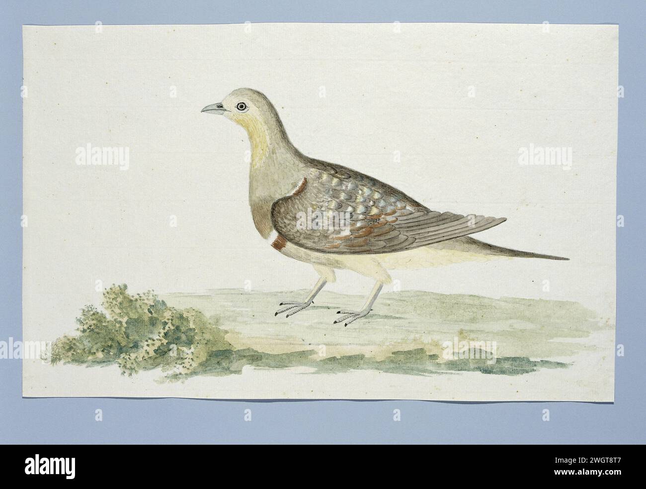 Pterocles namaqua (Namaqua sandgrouse), c. 1778 Drawing Bird study: Double-band partridge (pterocles namaqua) o tipo sconosciuto di piccione. carta. vernice del ponte. inchiostro. matita. gesso. penna/pennello per acquerello Foto Stock Pterocles namaqua (Namaqua sandgrouse), c. 1778 Drawing Bird study: Double-band partridge (pterocles namaqua) o tipo sconosciuto di piccione. carta. vernice del ponte. inchiostro. matita. gesso. penna/pennello per acquerello Foto Stock