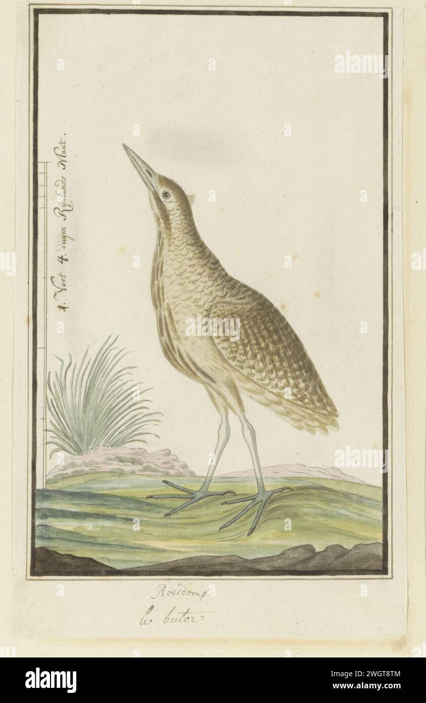 Botaurus stellaris capensis (Eurasian bittern or Great bittern), 1777 - 1786 Drawing Bird study: Roerdomp (Botaurus Stellaris); con scala in Rijnlandse Maat. carta. inchiostro. acquerello (vernice). matita. pennello/pennello con gesso Foto Stock Botaurus stellaris capensis (Eurasian bittern or Great bittern), 1777 - 1786 Drawing Bird study: Roerdomp (Botaurus Stellaris); con scala in Rijnlandse Maat. carta. inchiostro. acquerello (vernice). matita. pennello/pennello con gesso Foto Stock