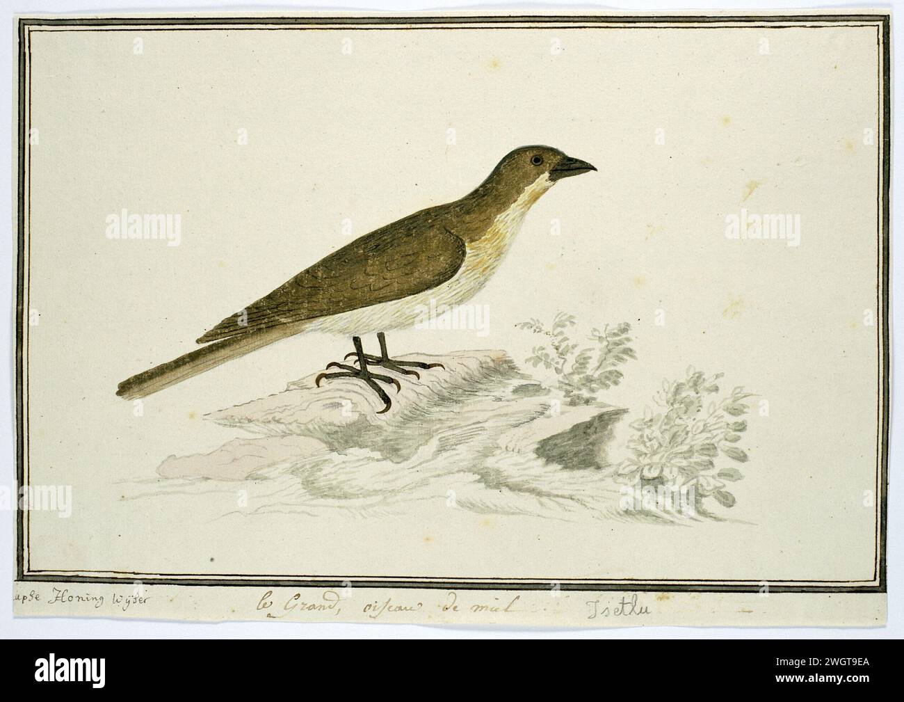 Indicatore (maggiore guida a nido d'ape), 1777 - 1786 disegno studio di uccelli: Great Honey Speurder (indicatore), Gordon lo chiama Cape Honey Guide. carta. inchiostro. acquerello (vernice). matita. pennello/pennello con gesso Foto Stock Indicatore (maggiore guida a nido d'ape), 1777 - 1786 disegno studio di uccelli: Great Honey Speurder (indicatore), Gordon lo chiama Cape Honey Guide. carta. inchiostro. acquerello (vernice). matita. pennello/pennello con gesso Foto Stock