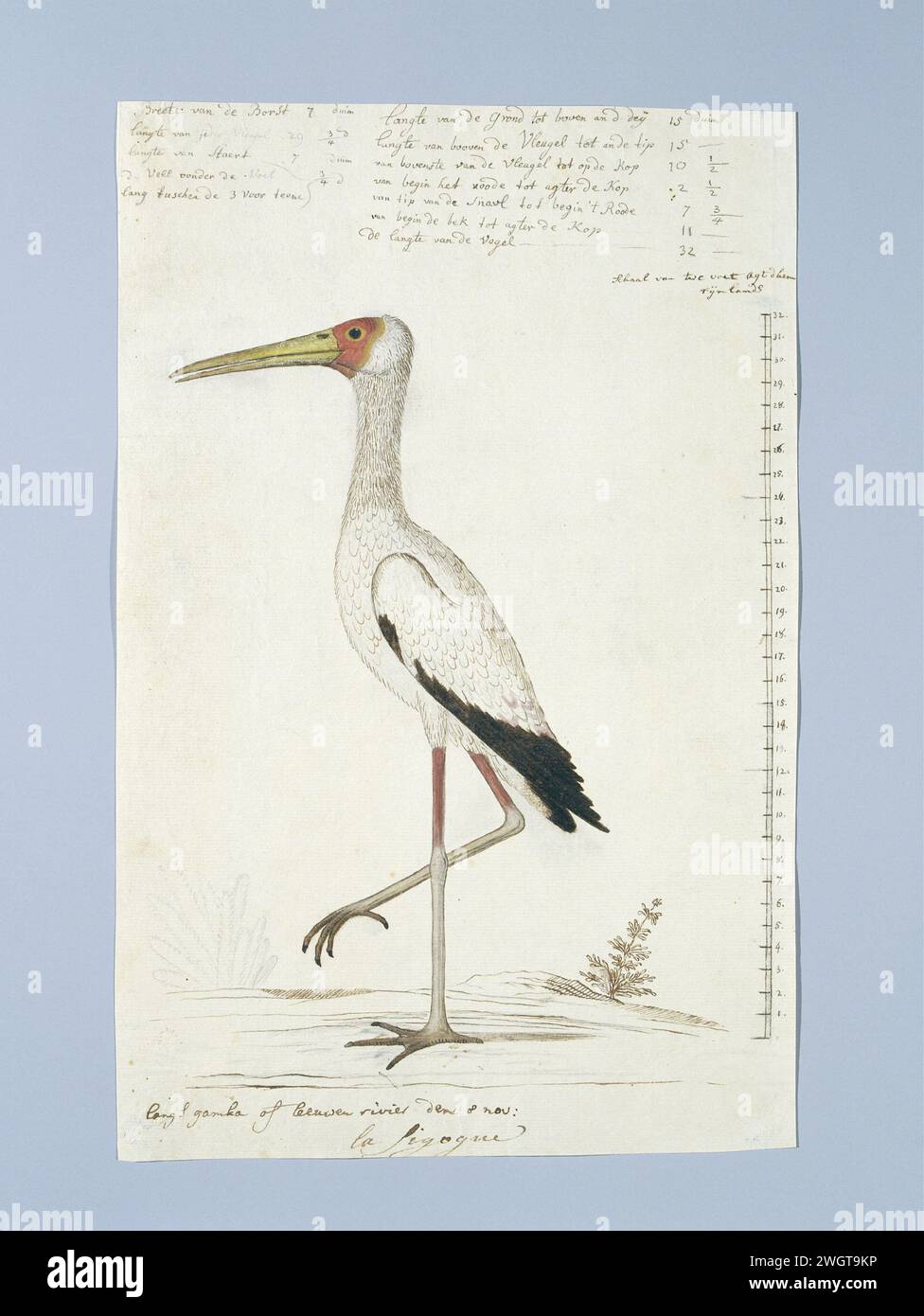 Mycteria ibis (cicogna a becco giallo), 1778 Drawing Bird study: Nimmerzat (Mycteria ibis); con scala a Rijnlandse Maat. Gordon ha visto questo uccello sul fiume gamkari. carta. vernice del ponte. inchiostro. matita. gesso. penna/pennello per acquerello Foto Stock Mycteria ibis (cicogna a becco giallo), 1778 Drawing Bird study: Nimmerzat (Mycteria ibis); con scala a Rijnlandse Maat. Gordon ha visto questo uccello sul fiume gamkari. carta. vernice del ponte. inchiostro. matita. gesso. penna/pennello per acquerello Foto Stock